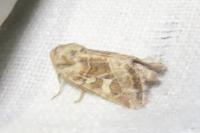 Luperina dumerilii