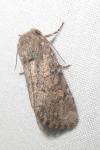 Luperina testacea