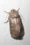 Luperina testacea