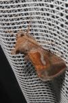 Macdunnoughia confusa