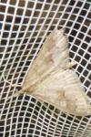 Mecyna asinalis