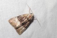 Mesoligia furuncula