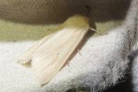 Mythimna pallens