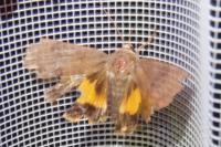 Noctua janthe