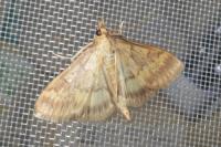 Ostrinia nubilalis/scapulalis