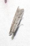 Phycitodes