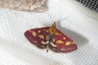 Pyrausta purpuralis
