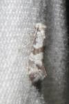 Scythropia crataegella