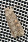 Spodoptera exigua