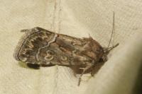 Thalpophila matura