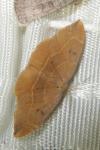 Watsonalla binaria