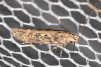Scrobipalpa