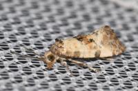 Cochylis molliculana