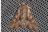 Mniotype solieri