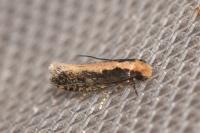 Monopis crocicapitella