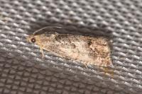 Cydia splendana