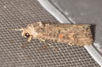 Spodoptera exigua