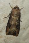 Agrotis ipsilon