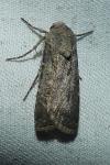 Agrotis segetum
