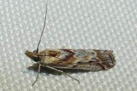 Ancylosis cinnamomella