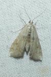 Cataclysta lemnata