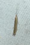 Coleophora