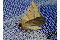 Crocallis elinguaria