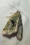 Cryphia algae