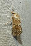 Cynaeda dentalis
