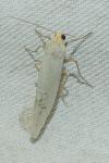 Eilema caniola
