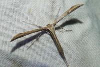 Emmelina argoteles/monodactyla
