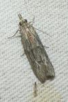 Epischnia asteris