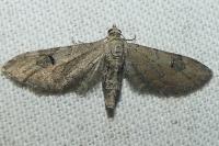Eupithecia absinthiata