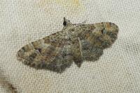 Gymnoscelis rufifasciata