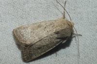 Hoplodrina ambigua