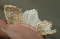 Hoplodrina ambigua