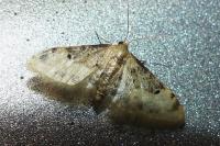 Idaea filicata