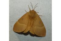 Lasiocampa quercus