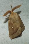 Lasiocampa trifolii