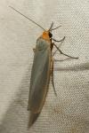 Manulea complana