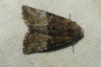 Mesoligia furuncula