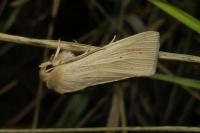 Mythimna pallens
