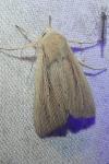 Mythimna straminea
