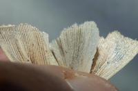 Mythimna straminea