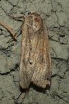 Noctua pronuba