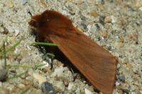 Phragmatobia fuliginosa