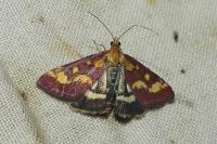 Pyrausta purpuralis