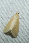 Rhodometra sacraria