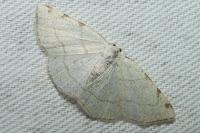 Stegania trimaculata