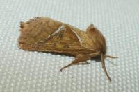 Triodia sylvina
